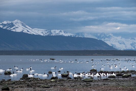 The black-necked swan (Cygnus melancoryphus) in Patagonia in Southern Chili in fjords in Puerto Natales near Torres del Paine national park. High quality photo