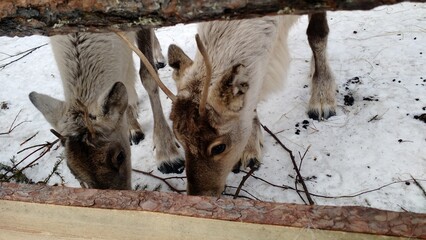 Deer eating in the snow
