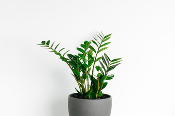 Beautiful green houseplant zamioculcas in gray ceramic pot at white wall background.