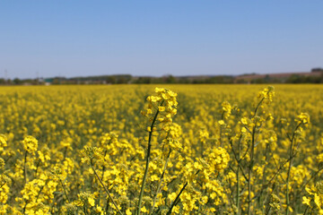 Agricultural field with rapeseed plants. Rape flowers in strong sunlight. Oilseed, canola, colza. Agriculture of Ukraine. 