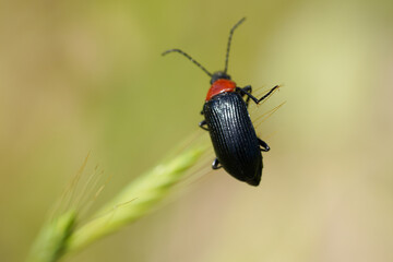 Beetle (Heliotaurus ruficollis)