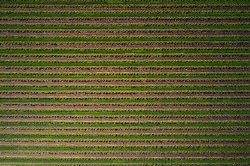 Vertical aerial view of a vineyard plantation. Grape plantation in Italy top view. Rows of vineyards aerial view. Smooth vineyard lines. Italian Vineyards top view. Fruit rows aerial view.