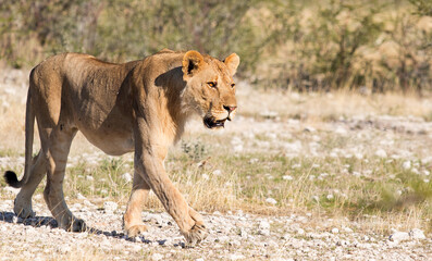 Fototapeta na wymiar lion walks on the savannah looks
