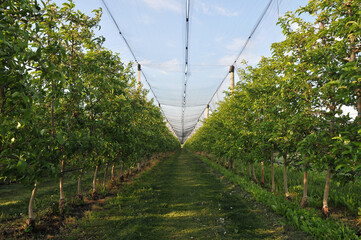 Fototapeta na wymiar Apple orchard with protective nets against hail