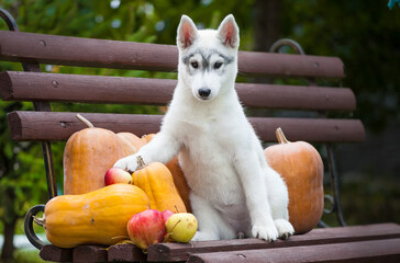 Little gray siberian husky puppy with apples and pumpkin