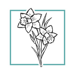 Vector fashion illustration of a narcissus. Trendy minimalistic poster.