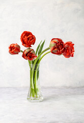 Bouquet of red tulips on a light background. Copy space