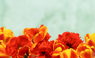 Fototapeta premium Bouquet of bright tulips isolated on light background. Copy space