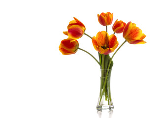 Bouquet of red tulips in a glass vase isolated on a white background