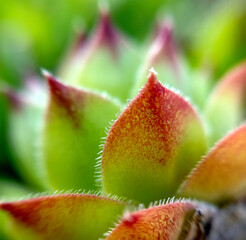 close up of a sempervivum , house leek