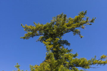 Conifer tree on blue sky background