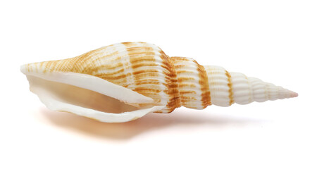 one sea shell isolated white background