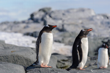 Gentoo penguin on rock in Antarctica