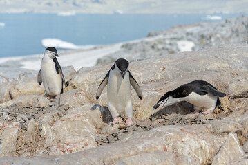 Chinstrap penguins on the beach in Antarctica