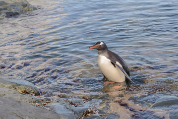 Gentoo penguin in water