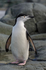 Chinstrap penguin on the rock close up