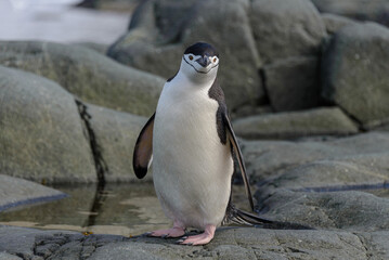 Chinstrap penguin on the rock close up © Alexey Seafarer
