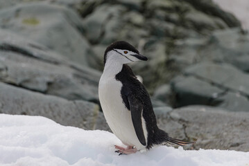 Chinstrap penguin on the snow in Antarctic