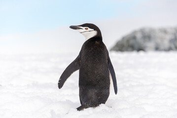 Chinstrap penguin on the snow in Antarctic