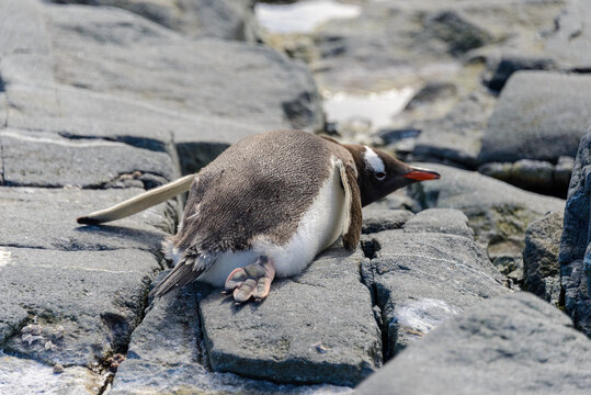 Gentoo penguin laying on rock in Antarctica