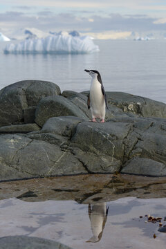 Chinstrap penguin on the rock with reflection in Antarctica