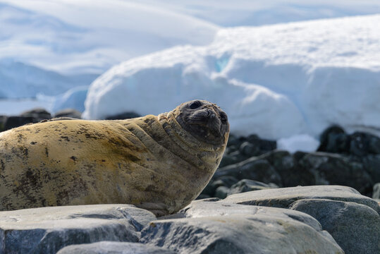 Fur seal close up