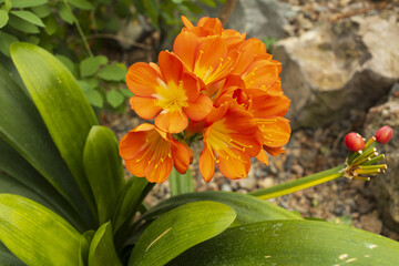 Orange Clivia flowers, green leaves and red fruits on stony background