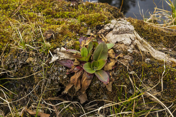 Bog piece with moss, old wood roots and some plants
