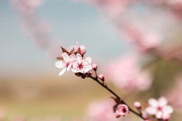 Shallow Depth of Field of Pink Prunus Cerasifera during Spring. Macro Flower of Myrobalan Plum.