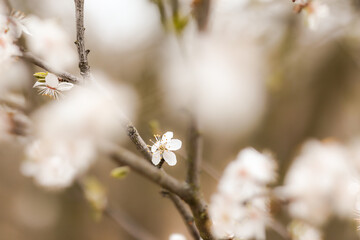Shallow Depth of Field of Blackthorn Flower in Bloom. Spring White Blossom of Prunus Spinosa.