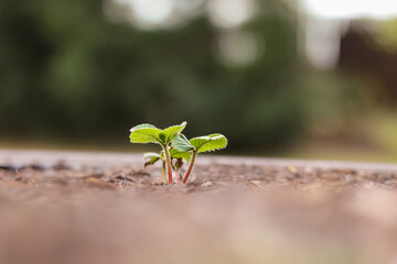 Shallow Depth of Field of Strawberry Plant Growing in Brown Garden Soil. Young Fragaria x Ananassa.