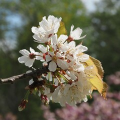 Cherry Blossom in Neubrandenburg, Germany