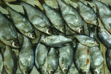 Flat lay of freshwater fish drying in the sun