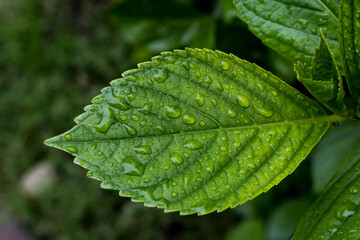 green leaf with water drops
