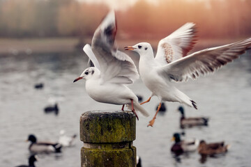 two seagulls in flight  under the lake on Autumn day