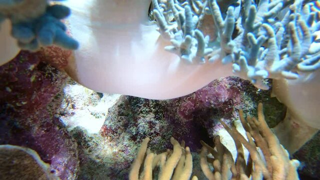 Vivid color Parrotfish hides in corals of Great Barrier Reef. Australia marine
