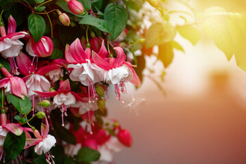 Closeup of pink and white fuchsia flowers in the green bush - obrazy, fototapety, plakaty