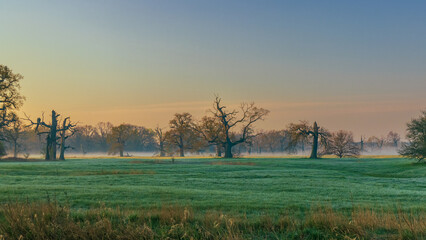 Mgła na łące  © FotoWave Dawid Nowak