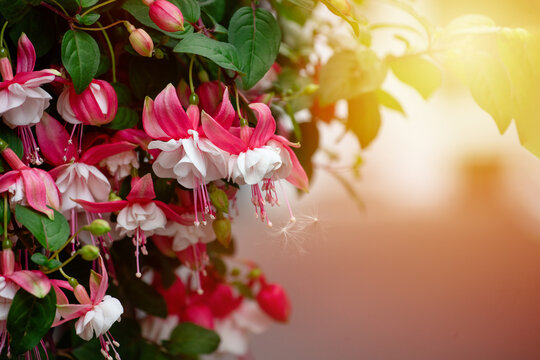 Closeup of pink and white fuchsia flowers in the green bush