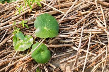 camalotes growing on a mattress of reeds at the border of a river