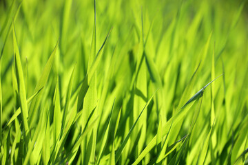 Fototapeta na wymiar Green grass in sunlight, blurred background. Fresh spring nature, sunny meadow
