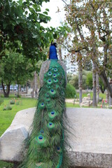 Obraz premium peacock with feathers