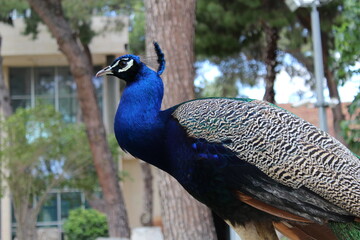 Obraz premium portrait of a peacock