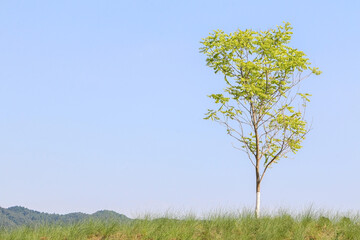 Beautiful rural landscape as a lone green tree stands on a hilly grass field on the right of the frame with a clear sunny blue sky