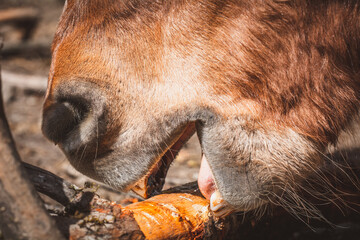 Pferd / Holz © Petra Fischer