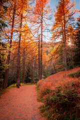 Obraz premium Beautiful trail in the wood with red leaves trees in the Alps of Italy
