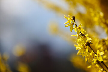 The blossoming Forsythia branch with yellow bright flowers, a close up macro it is horizontally. Forsythia. Oleaceae Family. Copy space.