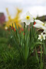 close up view of beautiful white and yellow flowers of daffodils narcissus and red tulips growing in home garden. spring plants blowing by wind