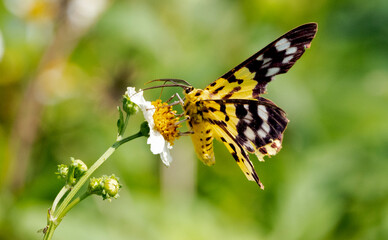 butterfly on a flower