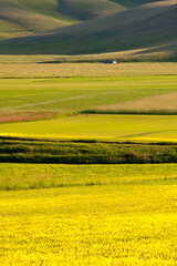 Fototapeta premium castelluccio di norcia, fioritua